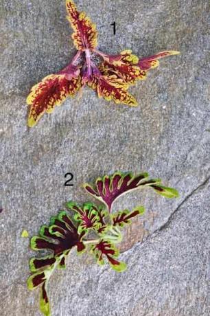 Coleus Plants: ‘Brownie Points’ and ‘Electric Coral’