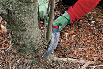 Как да подрязваме дърво