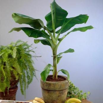 En guide til Dwarf Cavendish Banan Trees