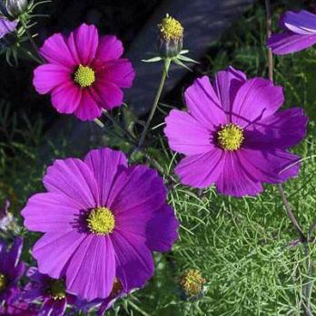 15 быстрорастущих цветов для срезаемого сада
