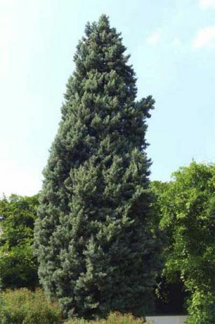 Arbore de chiparos neted pentru confidențialitate veșnic verde