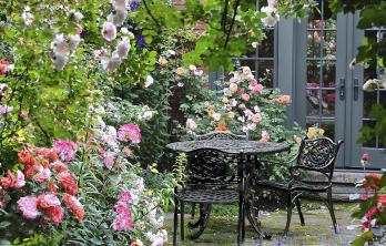 Da Blah Lawn a Backyard Rose Garden Paradise