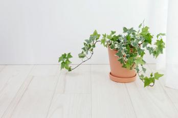 9 rena luftväxter för ditt hem