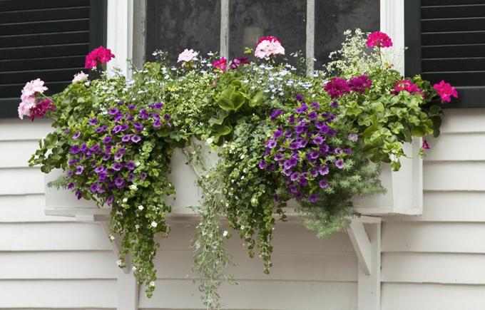 Dra in växter i fönsterplanterlåda