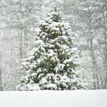 Risparmia denaro con un albero di Natale nativo