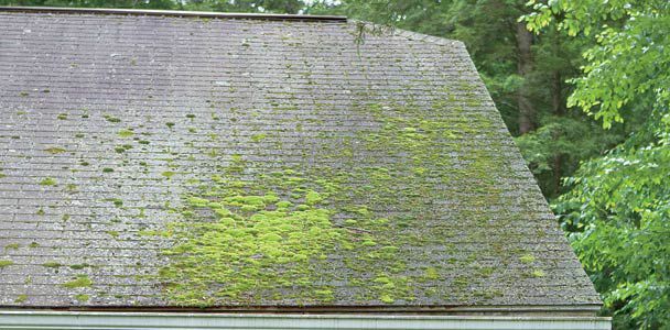 屋根の上の苔