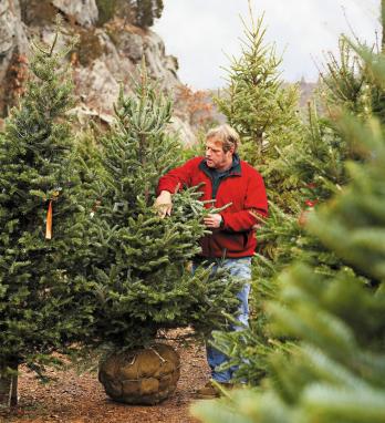 Elav jõulupuu: valik, ostmine, istutamine ja hooldus
