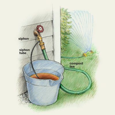 Come fare l'illustrazione del tè del compost