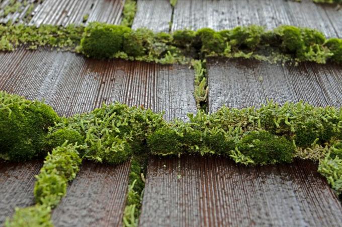 Moss vokser på taket av en bygning.