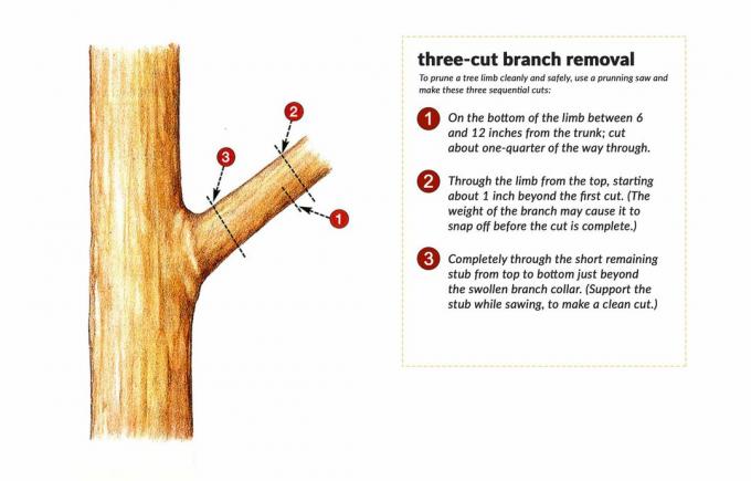Rimozione del ramo con tre tagli di un ramo di albero