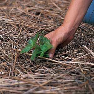雑草防止のヒントと避けるべき6つのよくある間違い