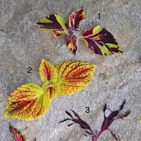 نباتات كوليوس: " دوق دوامة" ؛ " جوسي لوسي" ؛ 'سمكة الأسد'