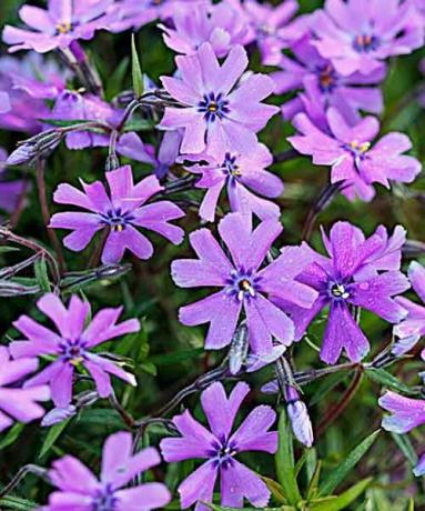 Phlox muschio " Purple Beauty" (Phlox subulata) Groundcover