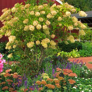 < p> Jaarlijks snoeien is de sleutel tot het overhalen van een peegee-hortensia tot een kleine boom die vruchtbare bloemen draagt. Hier wordt het gecombineerd met lager groeiende vaste planten.</p>