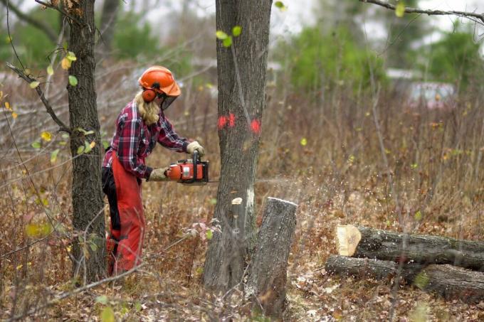 אישה לובשת ציוד עבודה כדי לכרות עץ עם מסור חשמלי. 