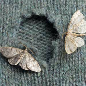 Kuinka käsitellä Moths That Munchia