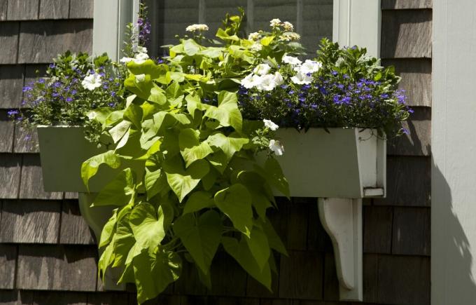 DIY Planter Box: maguskartuli viinapuu valgete petuuniate, lilla Angeloneonia, violetse Lobelia ja kahvatukollase lantanaga