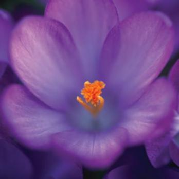 Što treba znati o sadnji lukovica koje cvjetaju u proljeće