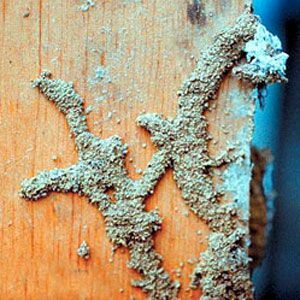 < p> Temel ve tarama alanı duvarlarındaki çamur tüpleri termitlere işaret eder.</p>