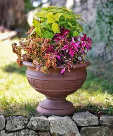 Piante di Coleus in vaso da giardino