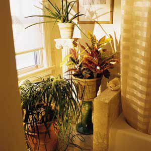 < p> औषधि के पौधे (ऊपर), एक क्रोटन (बीच में) और एक पोनीटेल पाम (नीचे) सहित ये सूर्य-प्रेमी, हर दिन कम से कम कुछ घंटों की सीधी रोशनी में फलते-फूलते हैं। उन्हें पूर्व या पश्चिम की ओर मुख वाली खिड़की के पास रखें।</p>