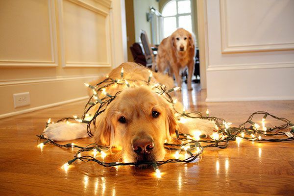 क्रिसमस की रोशनी में लिपटा एक कुत्ता।