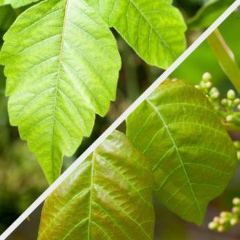 4 Vanliga myter och fakta om Poison Ivy