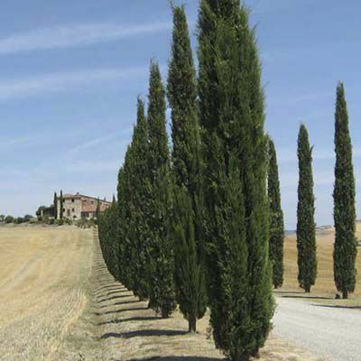 イタリアのサイプレス常緑樹