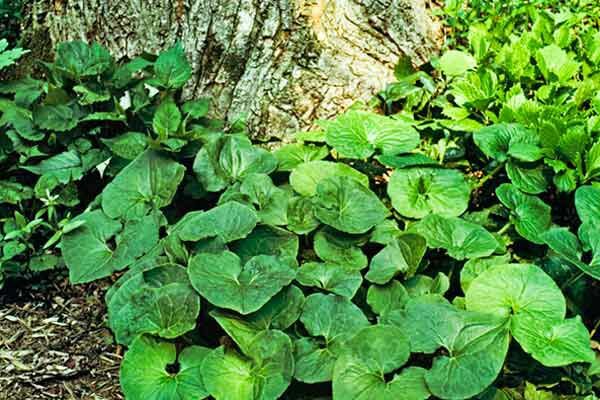 Wild Ginger (Asarum Canadense) Groundcover