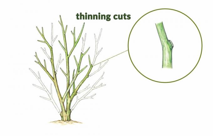 Ředění řezů odstraní celou větev, kde se setká s jinou končetinou, hlavním stonkem nebo zemí. Měly by být umístěny co nejblíže této křižovatce. Tyto řezy pomáhají udržovat přirozený tvar rostliny, omezují její velikost a otevírají vnitřní větve světlu a vzduchu.