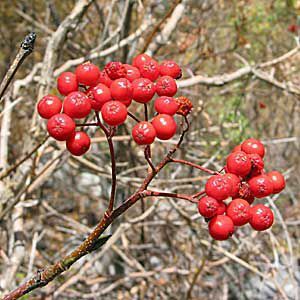 < p> Sambuco rosso, un arbusto delle foreste delle Montagne Rocciose e delle regioni alpine</p>