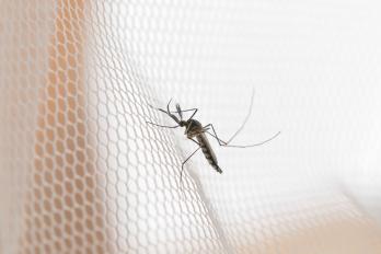 Najlepsze sposoby na pozbycie się komarów