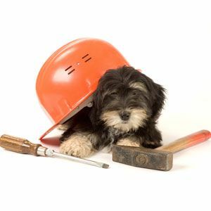 Mājdzīvnieku drošība un mājas renovācija