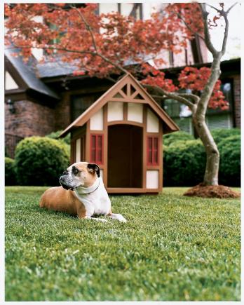 O que você precisa para construir sua própria casa de cachorro