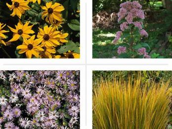 10 нерозумних рідних рослин для садів у стилі прерій