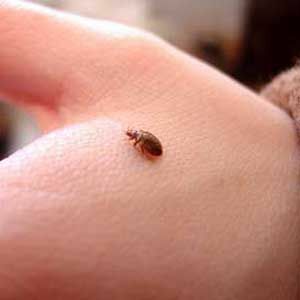 Lista kontrolna Bedbug Battlera