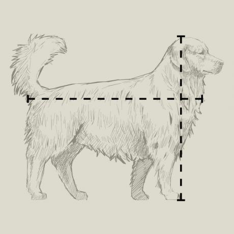 Jar 2021, Dom zvierat, ilustrácia psa