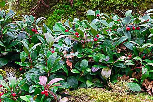 Wintergreen (Gaultheria Procumbens) Yer Örtüsü