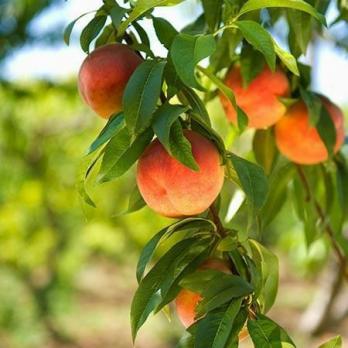 Ein Leitfaden zum Ernten von Pfirsichbäumen