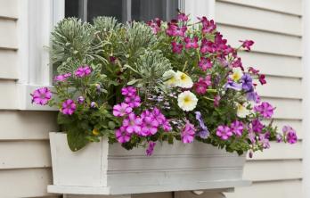 Fönsterlådor: Hur man väljer de bästa blommorna och planterarna