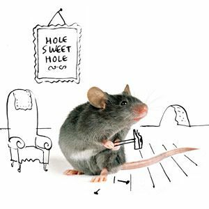 Conheça o rato doméstico