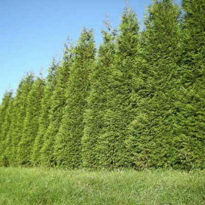 Arborvitae 'Gigante Verde'